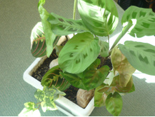 ���� �� ���������� � �����