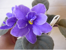 ���� ���