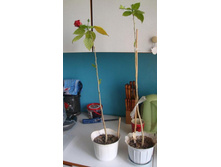 ���� ������. �����. ����� 2009