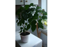 ����� 2011