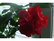 ������ 2011 ���� ��� �������