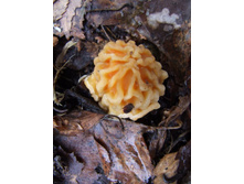 ������-����ޣ�