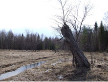 ������ ���� ���������