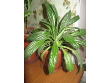 ����������� 193.jpg