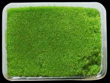 ���� ������� ���� ������ �������