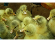 ����������� �������