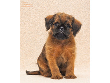 ������� ��������