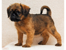 ������� ��������