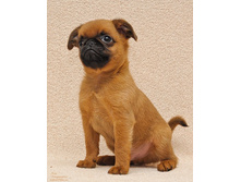 ������� ������ �������� ���.jpg