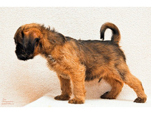 ����� �����.jpg