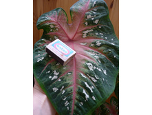 ����� ��������