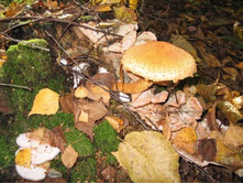 ������� �� ������