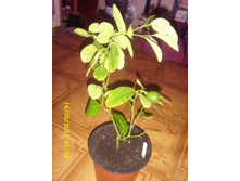 ��������� ����������.JPG