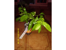 ��������� RUBINO.JPG