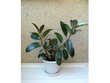 ����� �������������