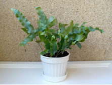 ��������� ����������