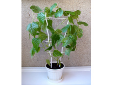 ���������� ����������