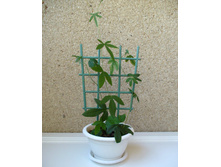 ���������� ����� (?)