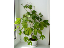 ���������� ��������