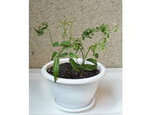 ������ ���������