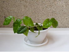 ������ ������