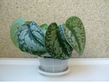 ���������� ���������