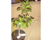 Fortunela japonica - ������.JPG