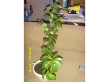 ������ CHANGSA.JPG