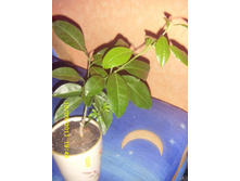 ��������� ���������.JPG