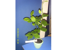 Keraji - ��������� ������, ������������ ��������.JPG