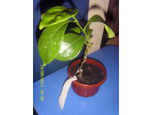 Karna ( C. Kotocan ) - ��������� ��������� ������.JPG