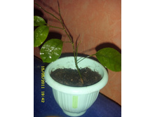 �������������� �����.JPG