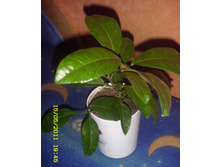 �������� ���������.JPG