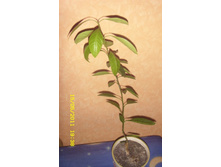 �������� �����.JPG