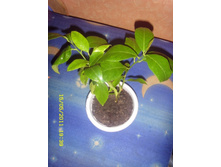 ����� ����������.JPG