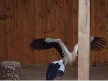 ����� ���������:)