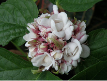 ������������ ��������