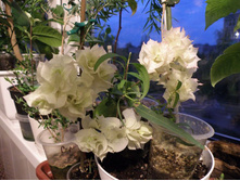 ����������� Limbertlost Beauty