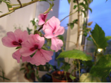 ���������� �����������