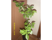 ����������� ���������� ���������.JPG