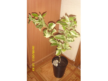 ������ �������.JPG