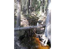 ����������� ����������