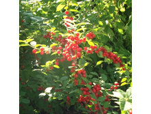 ��������� ����� 