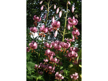 ����� ��������