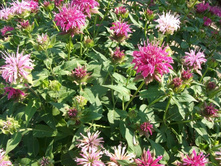 ������� �������