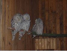 ���� �� �������:)