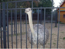 ��� ��������