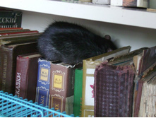 ����������� 935.jpg