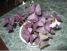 ����������� 211.jpg