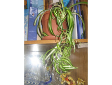 ����������� 214.jpg